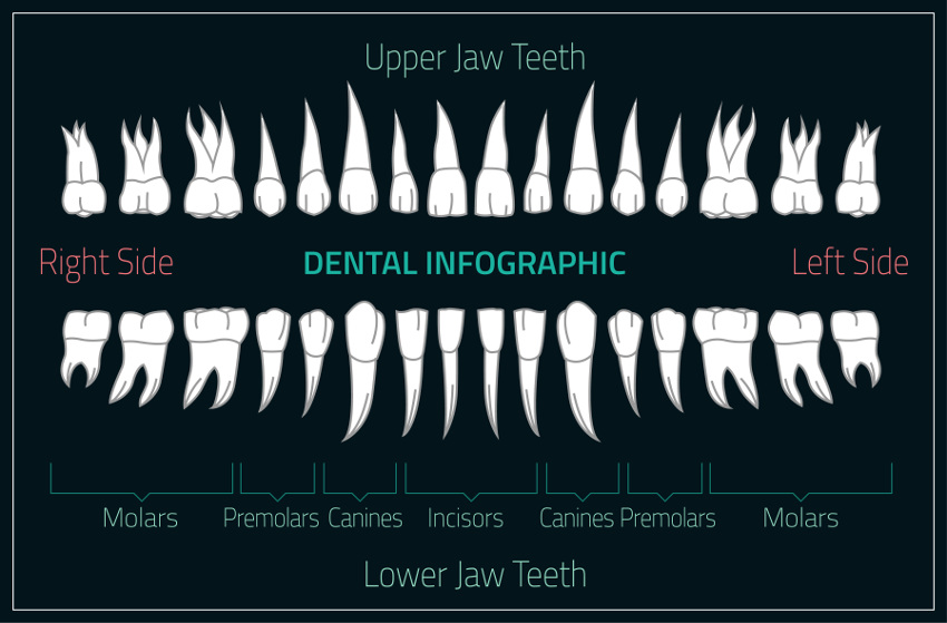 Types Of Human Teeth Chart